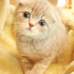 Mr EM3RALD's Avatar'