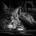 MaineKoon_cat's Avatar'