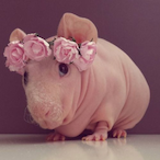 MistyHearts's Avatar'