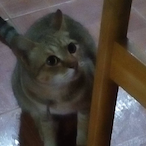 NikoChan.SEM's Avatar'