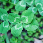 Raaveensss's Avatar'