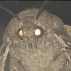 MichealTheMoth's Avatar'