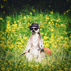 OMS_sheep's Avatar'