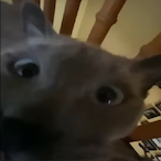 UselessRodent's Avatar'