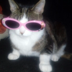 Nekotzu's Avatar'