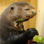 MunchinOtter's Avatar'