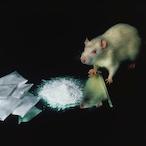 RatOnCoke's Avatar'