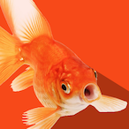 FishingMaster77's Avatar'