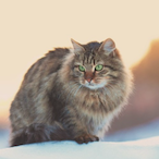 CAT_Siberian's Avatar'