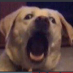 Ashtinator04's Avatar'