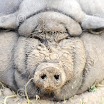 TSN.MrFatnastic's Avatar'