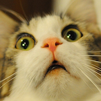 Pzizzy7295's Avatar'