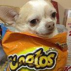 orangechicken21's Avatar'