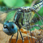 ninopaidfan67's Avatar'