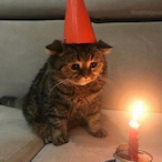 McDingleton's Avatar'