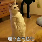 chunfexingchen's Avatar'