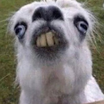 Fadednight32's Avatar'