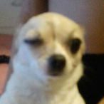 SoyMultimouse's Avatar'
