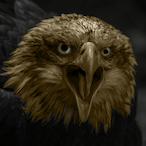 SS7-Yuh's Avatar'