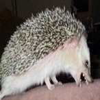 LazySpikyCat's Avatar'