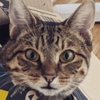failcake's Avatar'