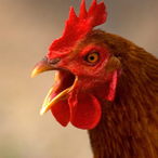 RabbidChickenz's Avatar'