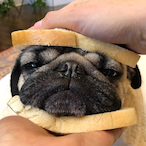 PugSandwich1997's Avatar'
