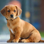 FurbieBenz's Avatar'