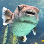 LePoissonGlobe's Avatar'