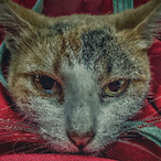 Lpamperselacome's Avatar'