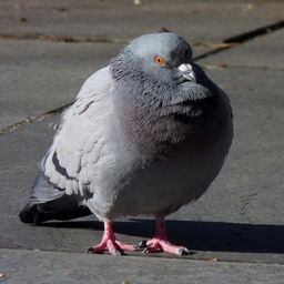dirty.pigeon
