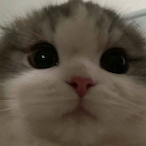 LiddleChild's Avatar'