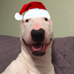 Walter.da.dog's Avatar'