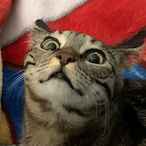 guest-GweykcmG's Avatar'