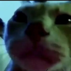 cheeseforskn's Avatar'