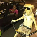 FebreDoRato1's Avatar'