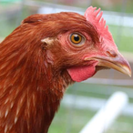 Godly-Chicken's Avatar'