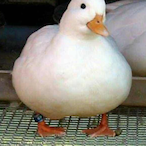 OhNoADuck-'s Avatar'