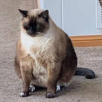 BiscuitB0y's Avatar'
