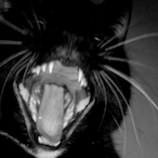 BatCurglar's Avatar'