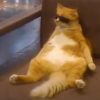 StoelPoes's Avatar'