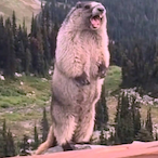 fatbootybih69's Avatar'