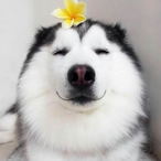 HuskyLearner923's Avatar'