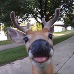 CaptainAustimo's Avatar'