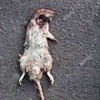 Rat..atouille's Avatar'
