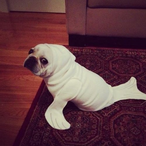 Chimpanzee1439's Avatar