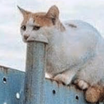 TheCursedCat_'s Avatar'