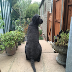 astroyatoss's Avatar'