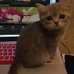 Straight_Dukey's Avatar'