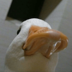 Aflac__duck's Avatar'